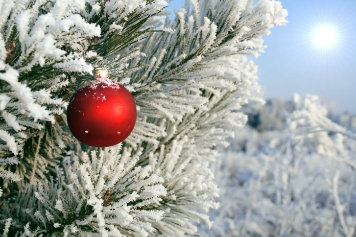 Ośnieżona choinka – oryginalny pomysł na bożonarodzeniowe drzewko
